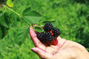 blackberries in hand