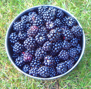 more-blackberries